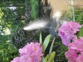 Rhododendronblüte im Pfarrgarten