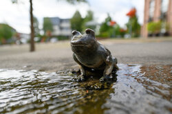 POI_15_HerzogKumpanBrunnen_Bild-8