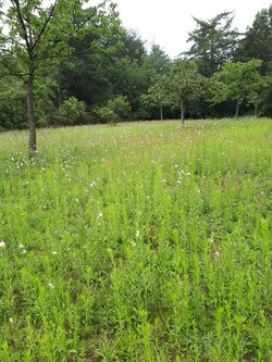 Das Bild zeigt eine Blumenwiese in der Nähe der Hünensteine Mehringen