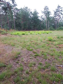 Das Bild zeigt eine offene Waldfläche bei den Hünensteinen in Mehringen